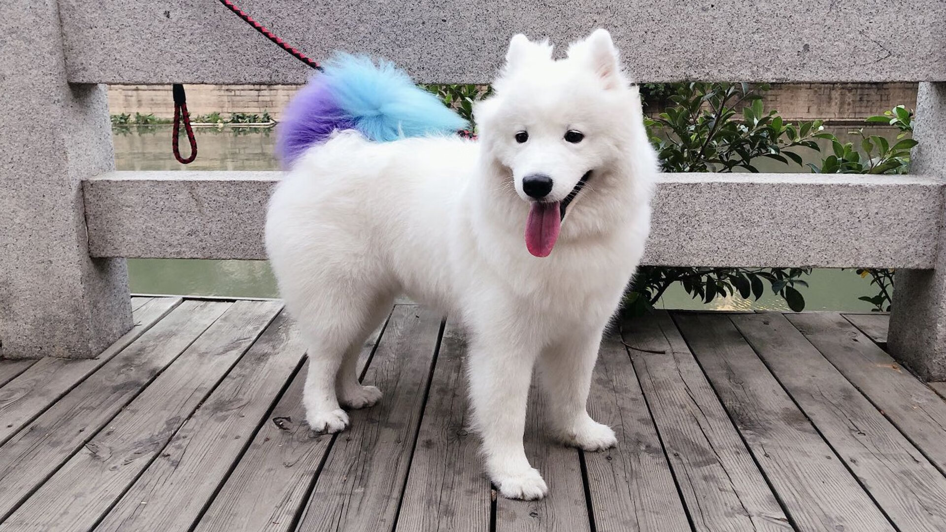 双人划艇赛:同舟共济的竞技精神,双人划艇夺冠视频